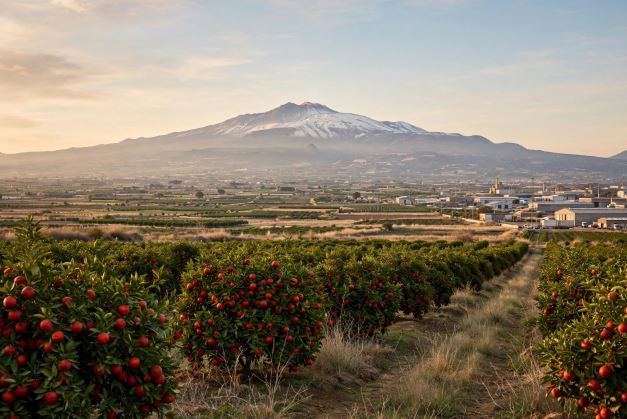 Agricoltura Belpasso https://www.noninlinea.it/wp-content/uploads/2026/09/Agricoltura-Belpasso.jpg